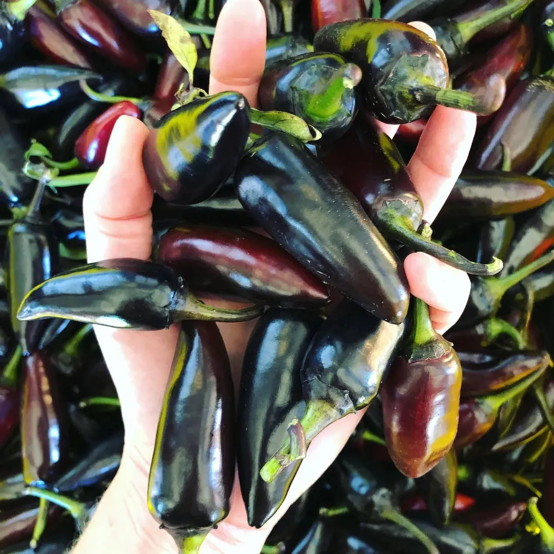 Chili Lime & Tomato Shrub 12.7fl oz