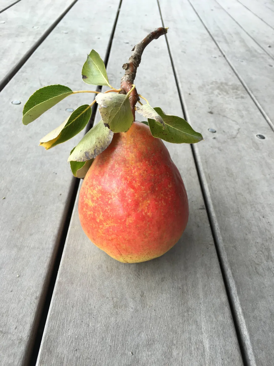 Island Pear Shrub 12.7fl oz