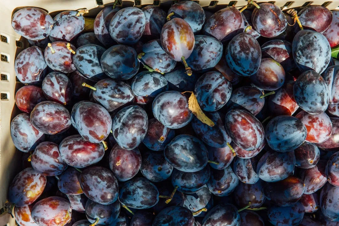 Italian Plum Cutting Preserves 4.5oz