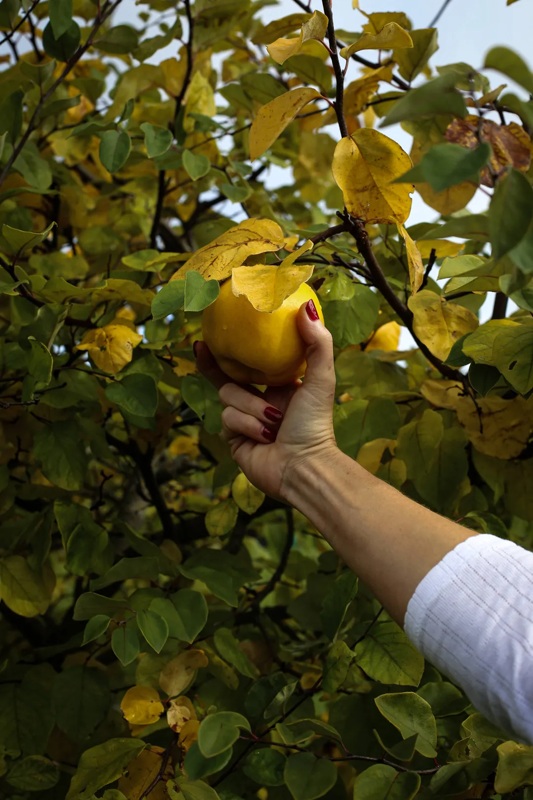 Quince Shrub 12.7fl oz