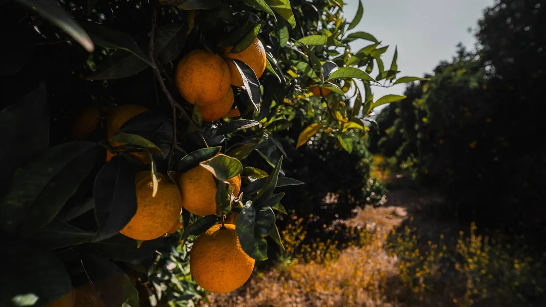 Coffee Shop Bundle - San Diego Citrus (10% Discount)