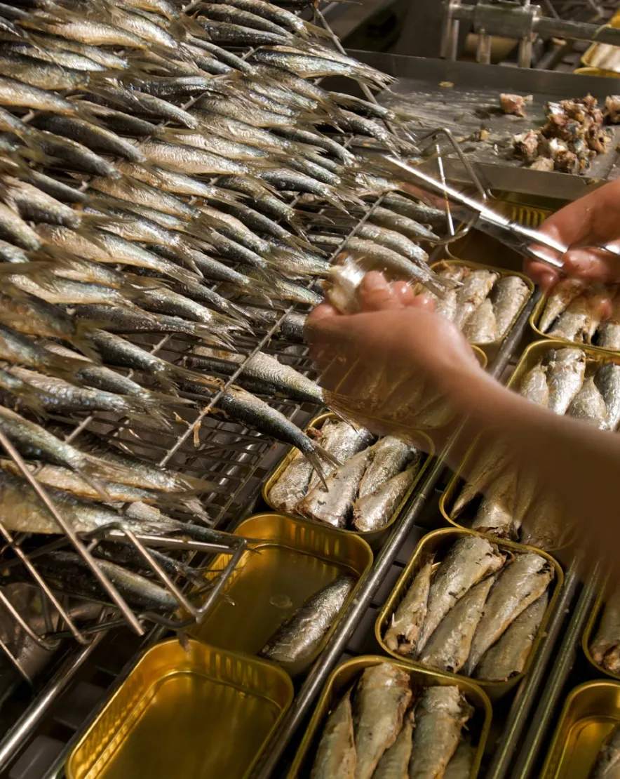 Mouettes d'Arvor Whole Sardines in Extra Virgin Olive Oil