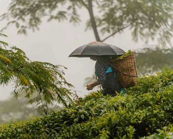 Darjeeling Sunrise