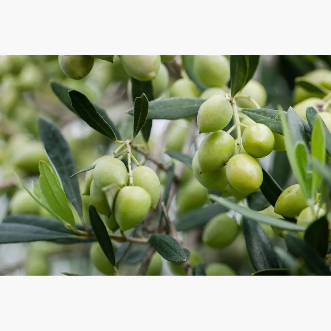 Lia Estate Extra Virgin Olive Oil Tin (500mL)