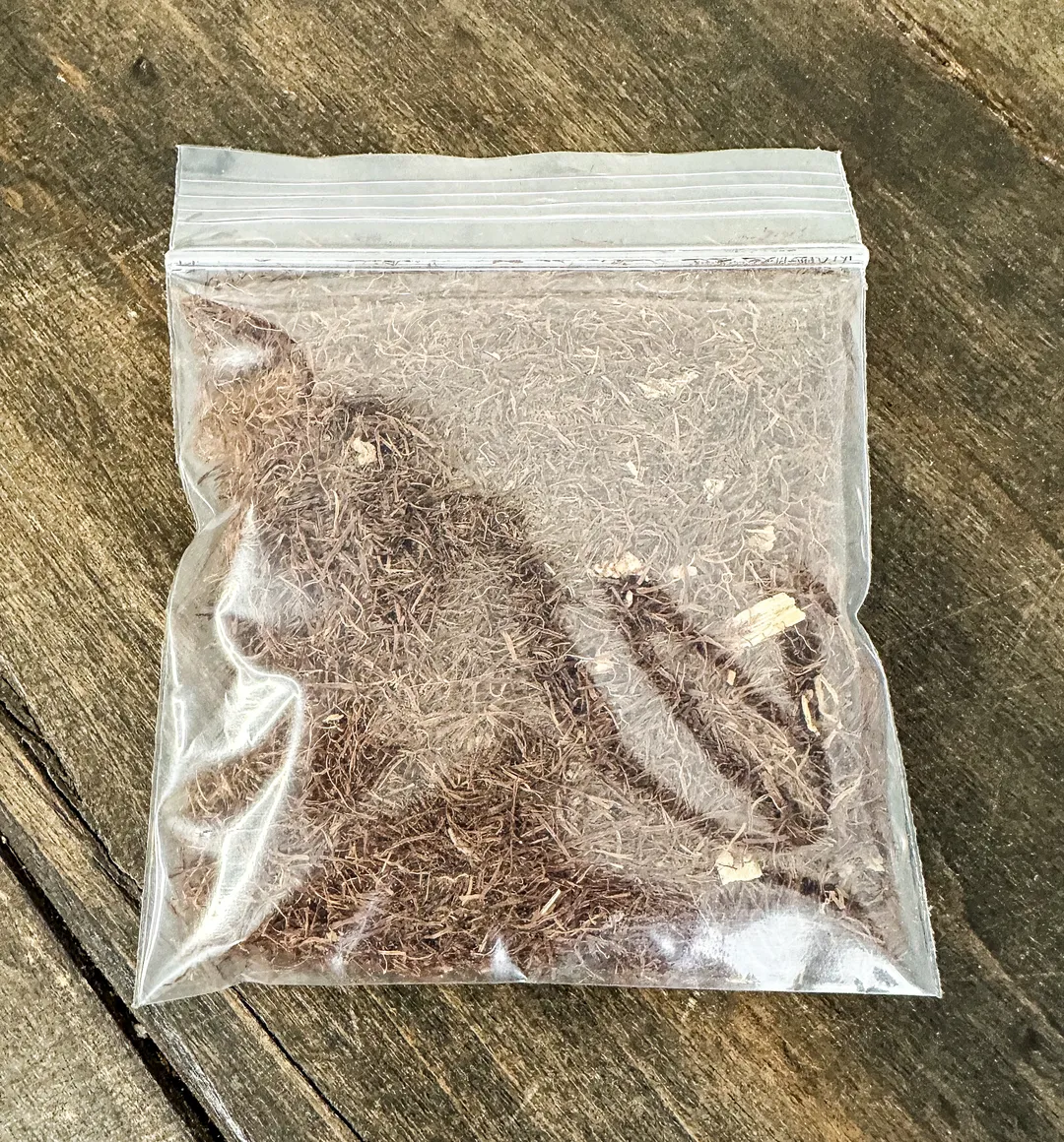 Cornsilk-No Labels