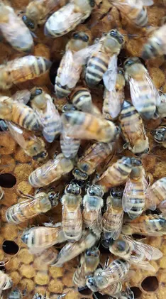 Vanilla Honey