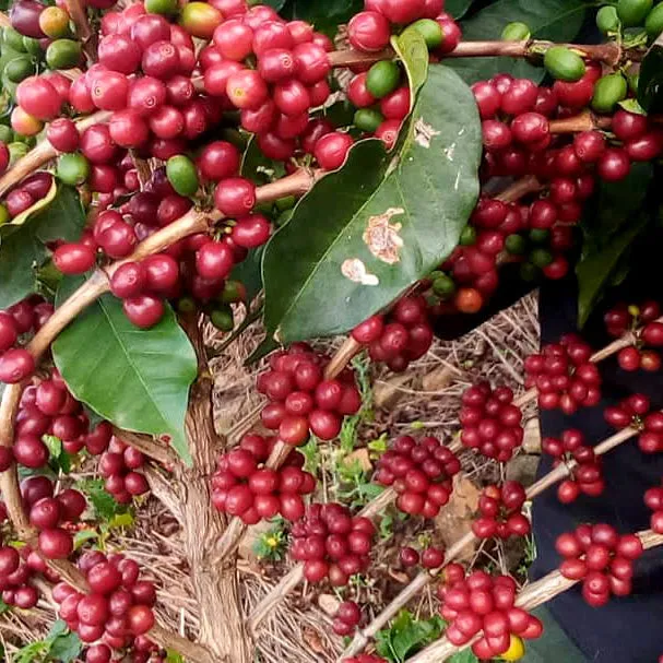 Agasake's Rwanda | Medium-Light Roast