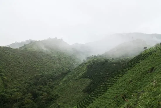 Asomujer Decaf Colombia | Medium Roast
