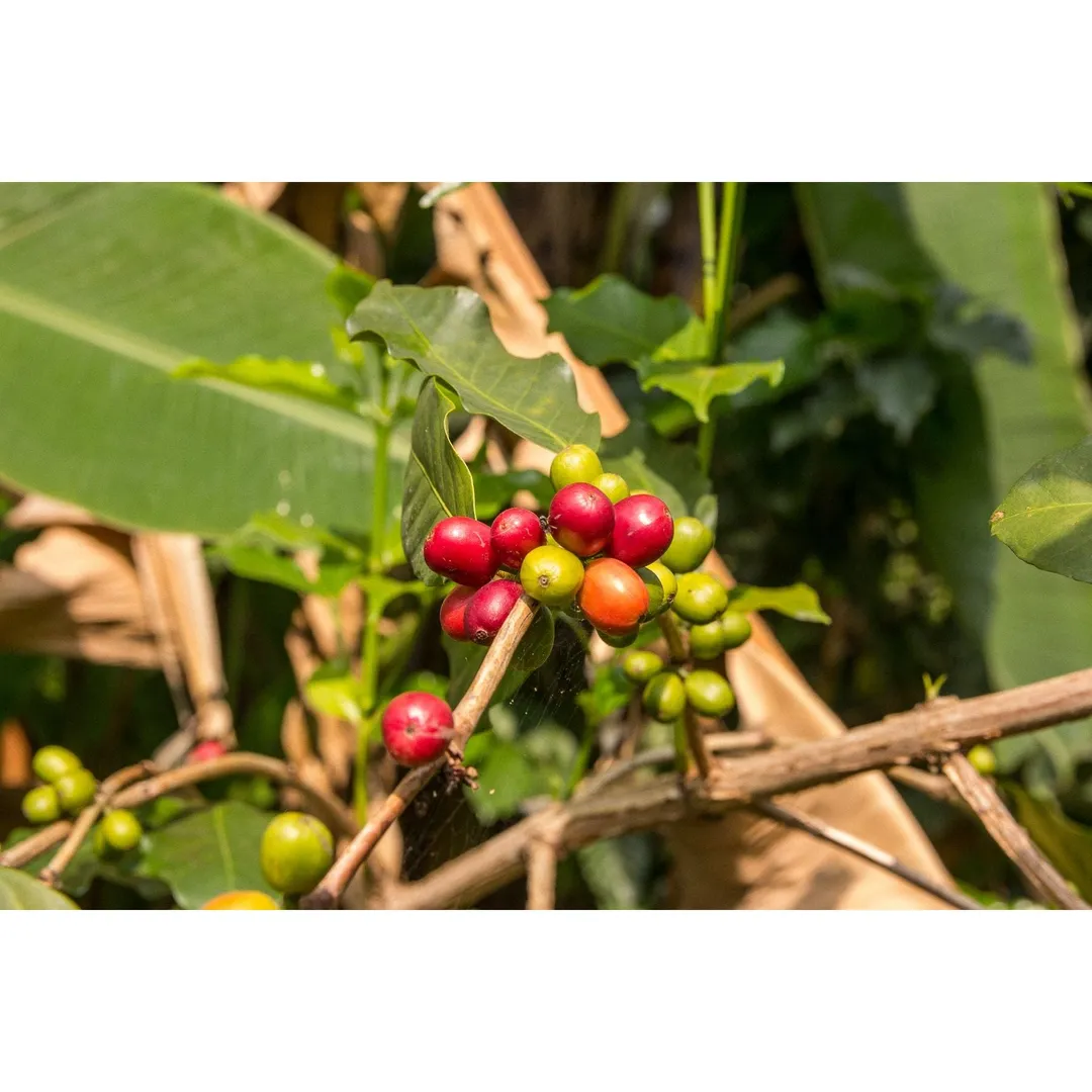 Frida's Blend | Dark Roast
