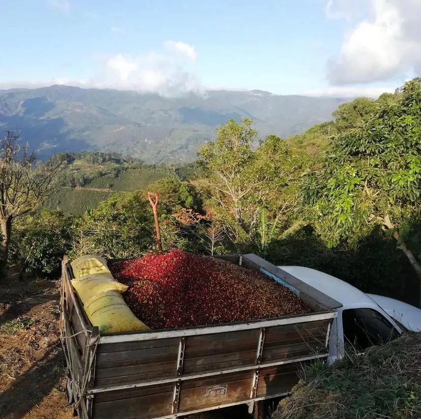 Mayra's Costa Rica | Medium-Light Roast