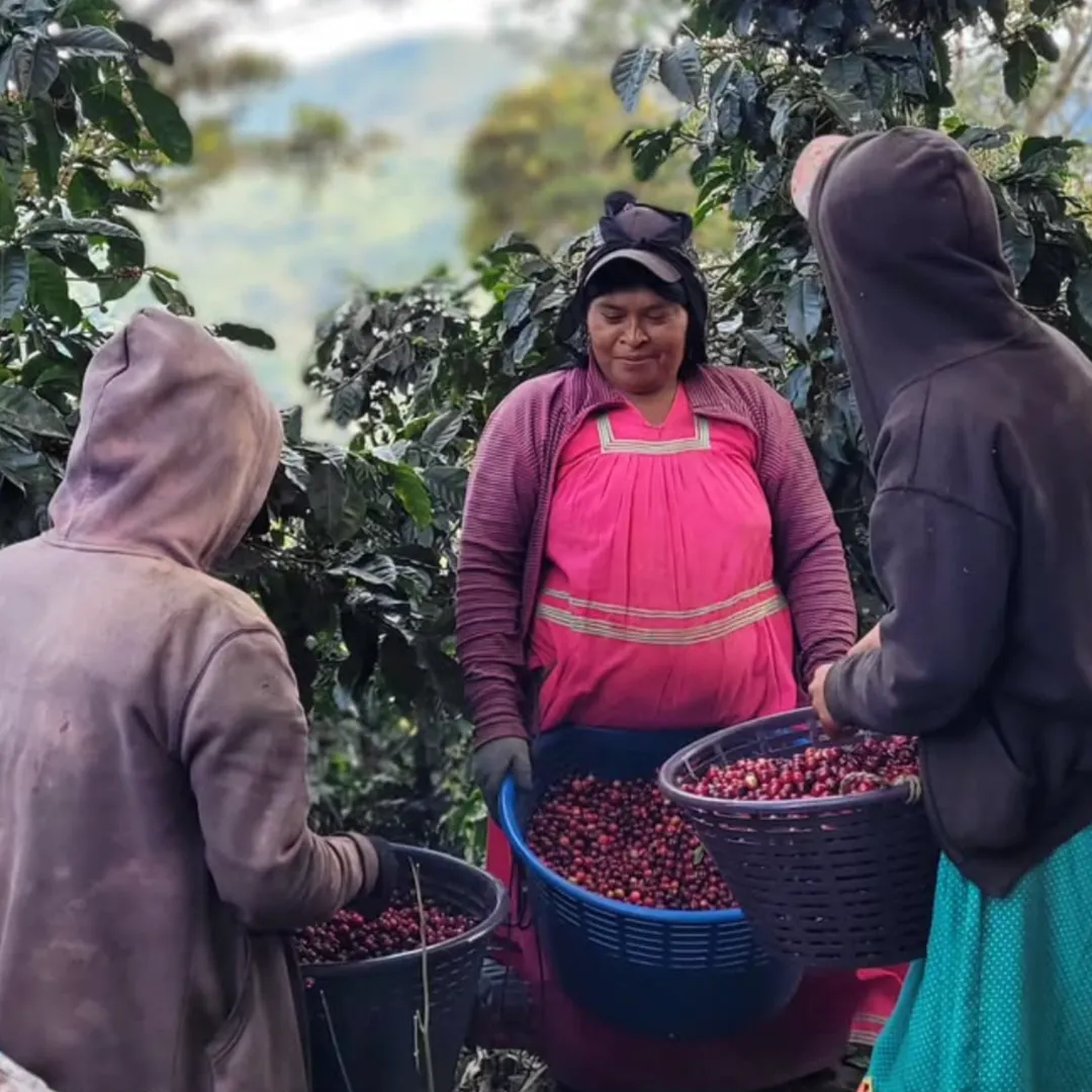 Mayra's Costa Rica | Medium-Light Roast