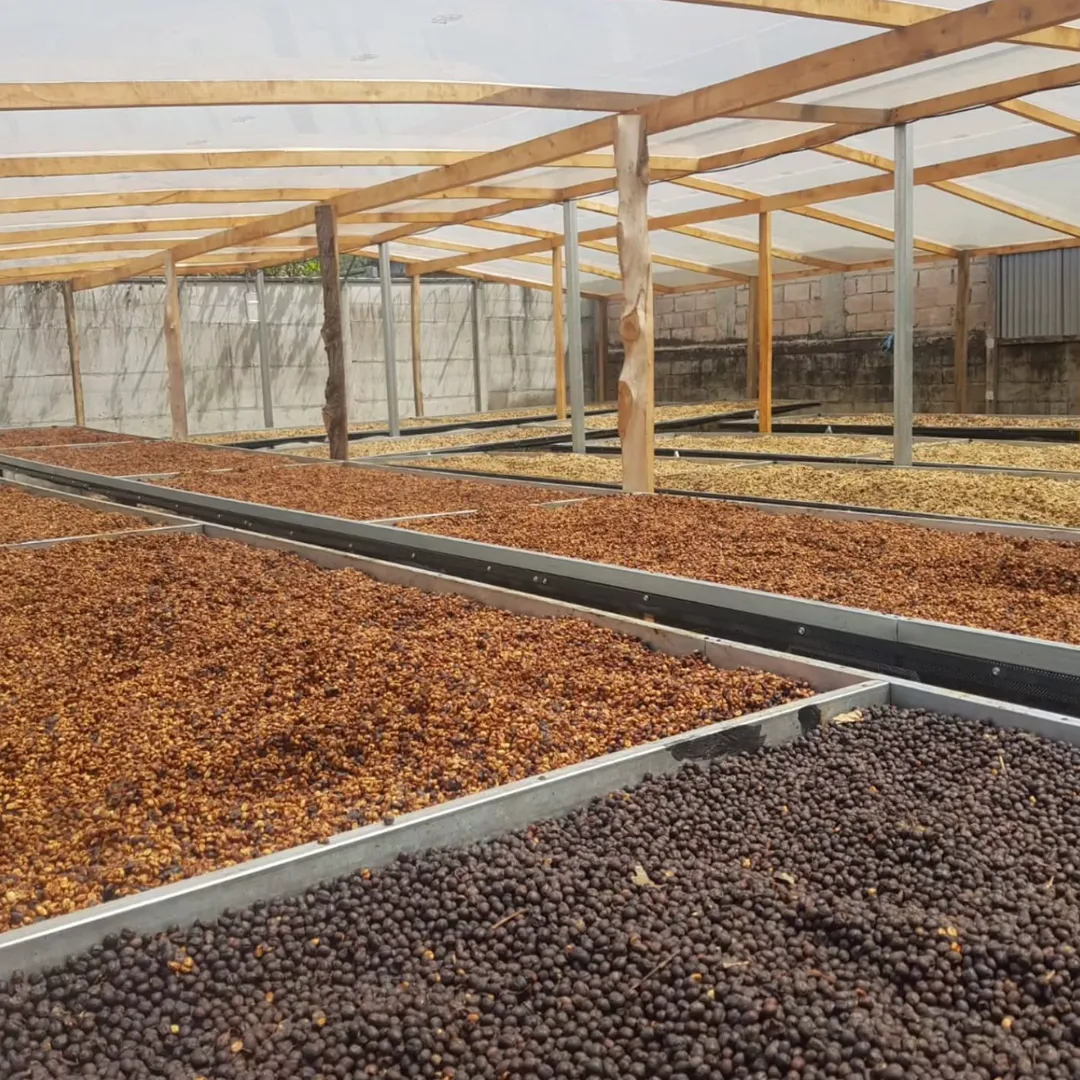 Mayra's Costa Rica | Medium-Light Roast