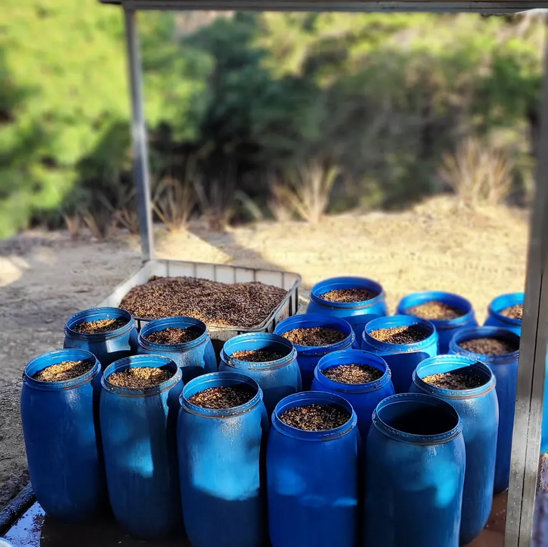 Mayra's Costa Rica | Medium-Light Roast