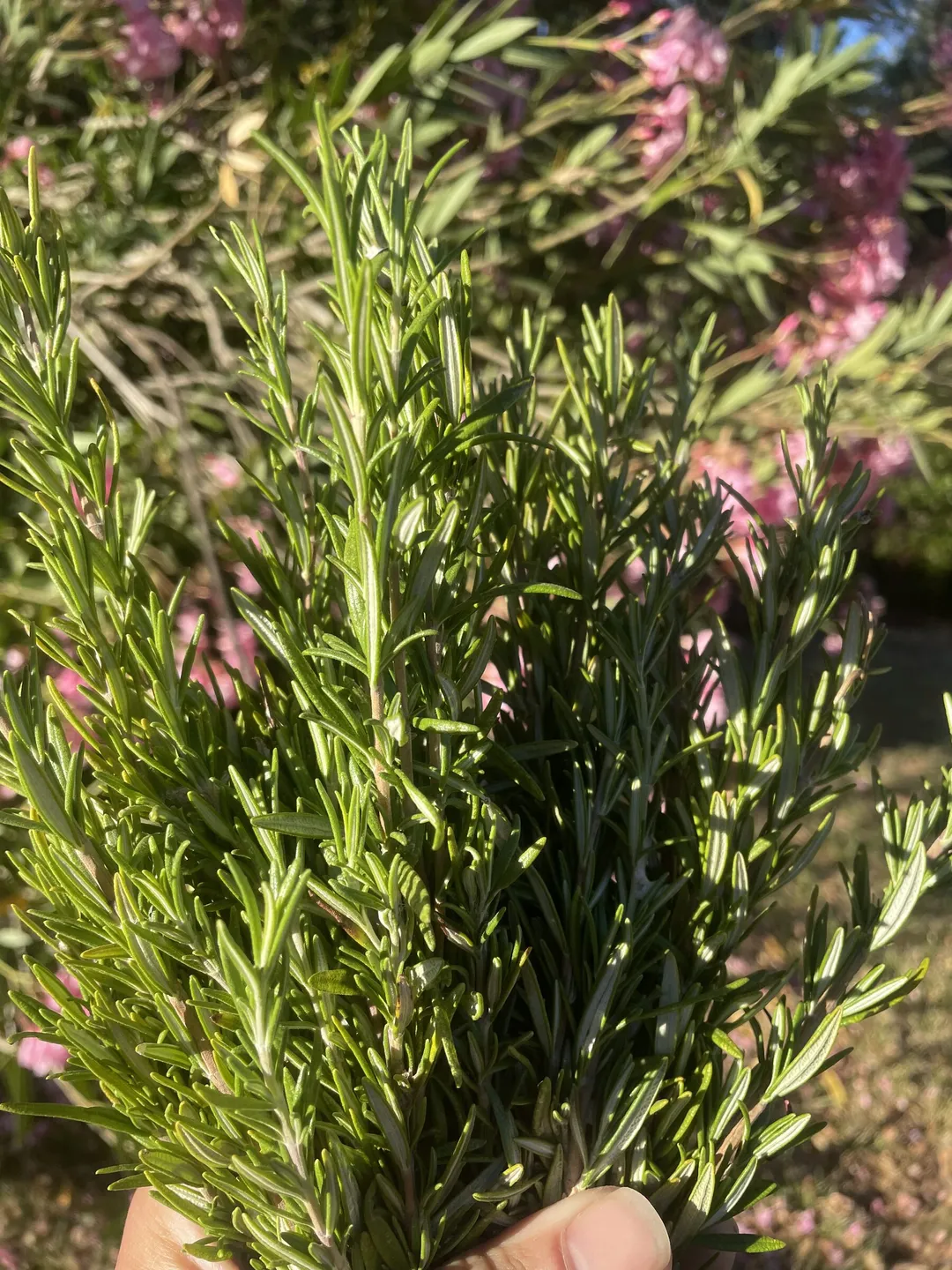 Rosemary Preserved Lemon
