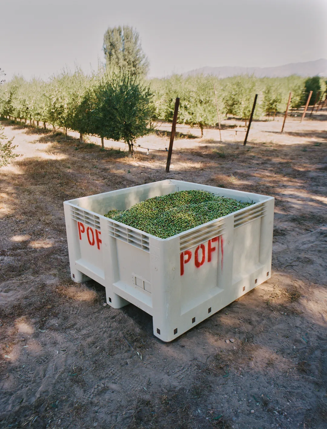 Single-Estate Blend