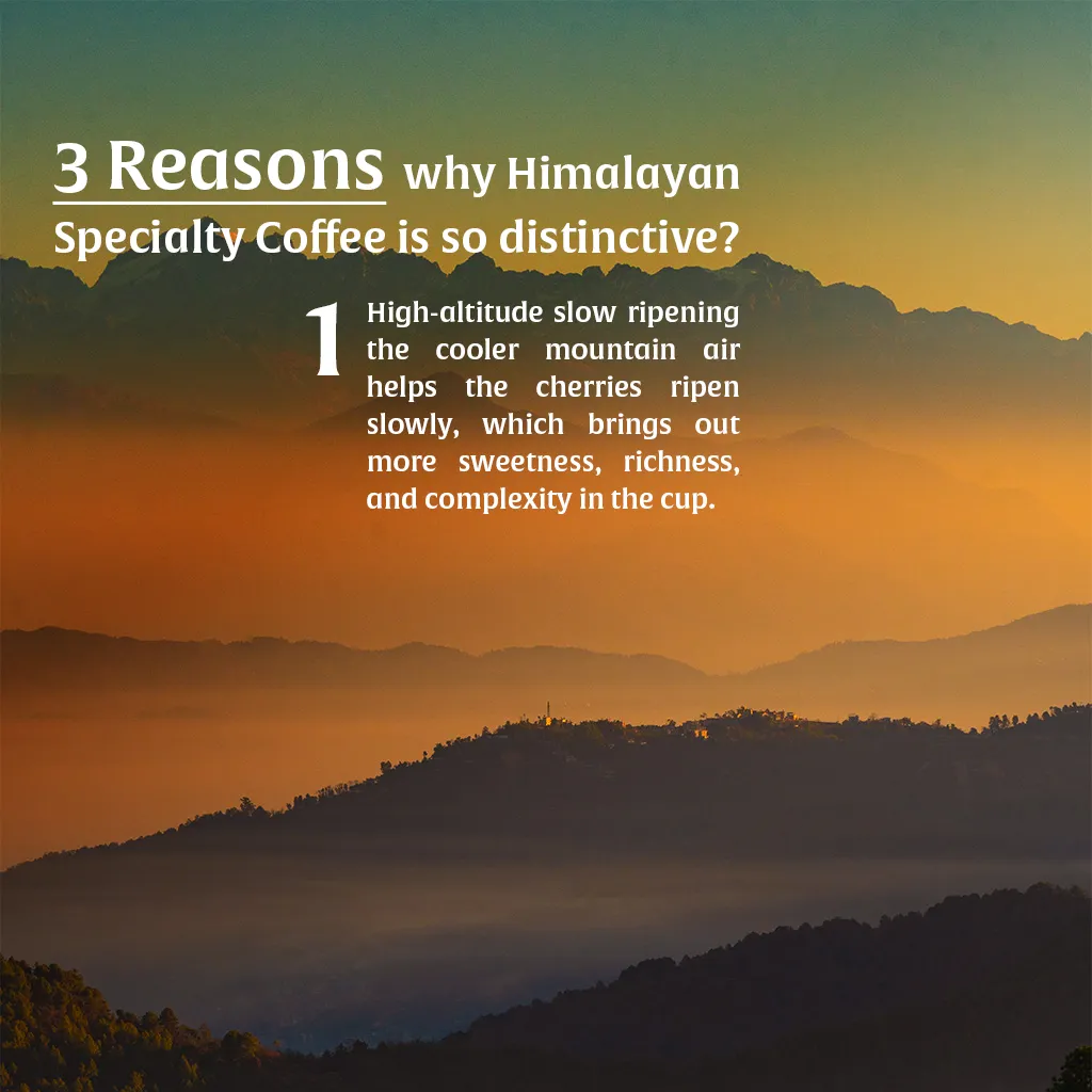Kamma Himalayan Coffee — Medium Dark Roast | Himalayan Single-Origin Arabica