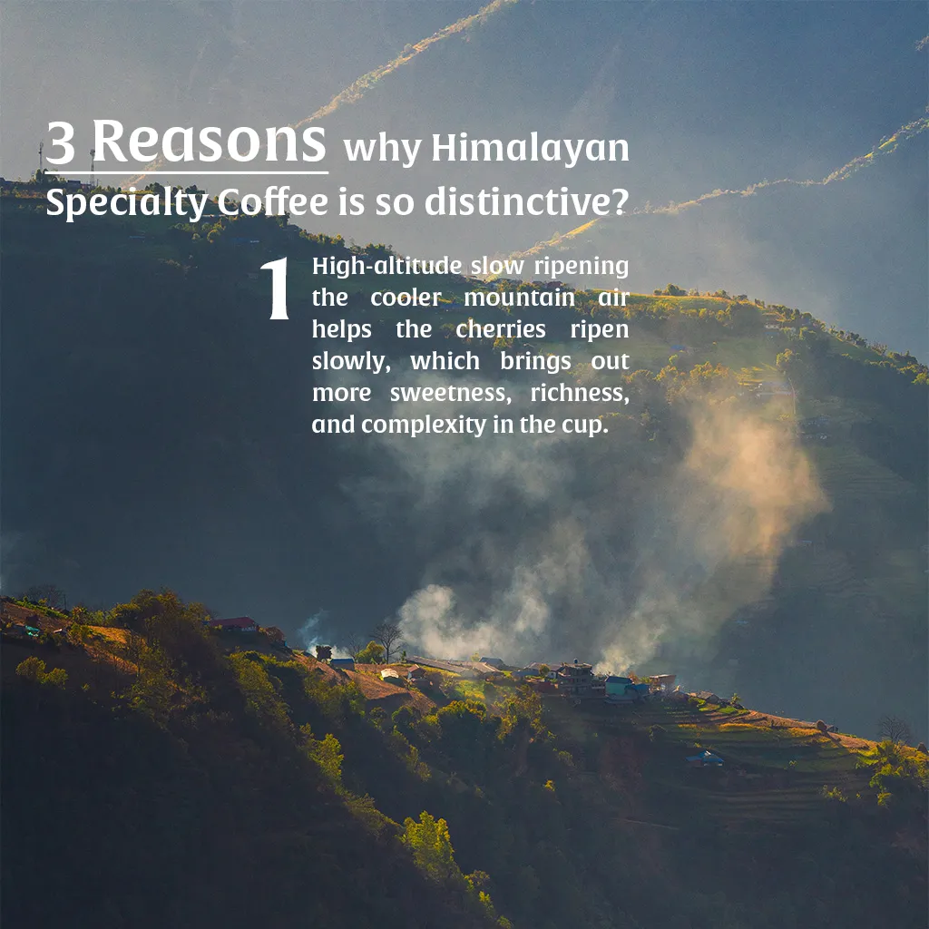 Kamma Himalayan Coffee — Medium Dark Roast | Himalayan Single-Origin Arabica