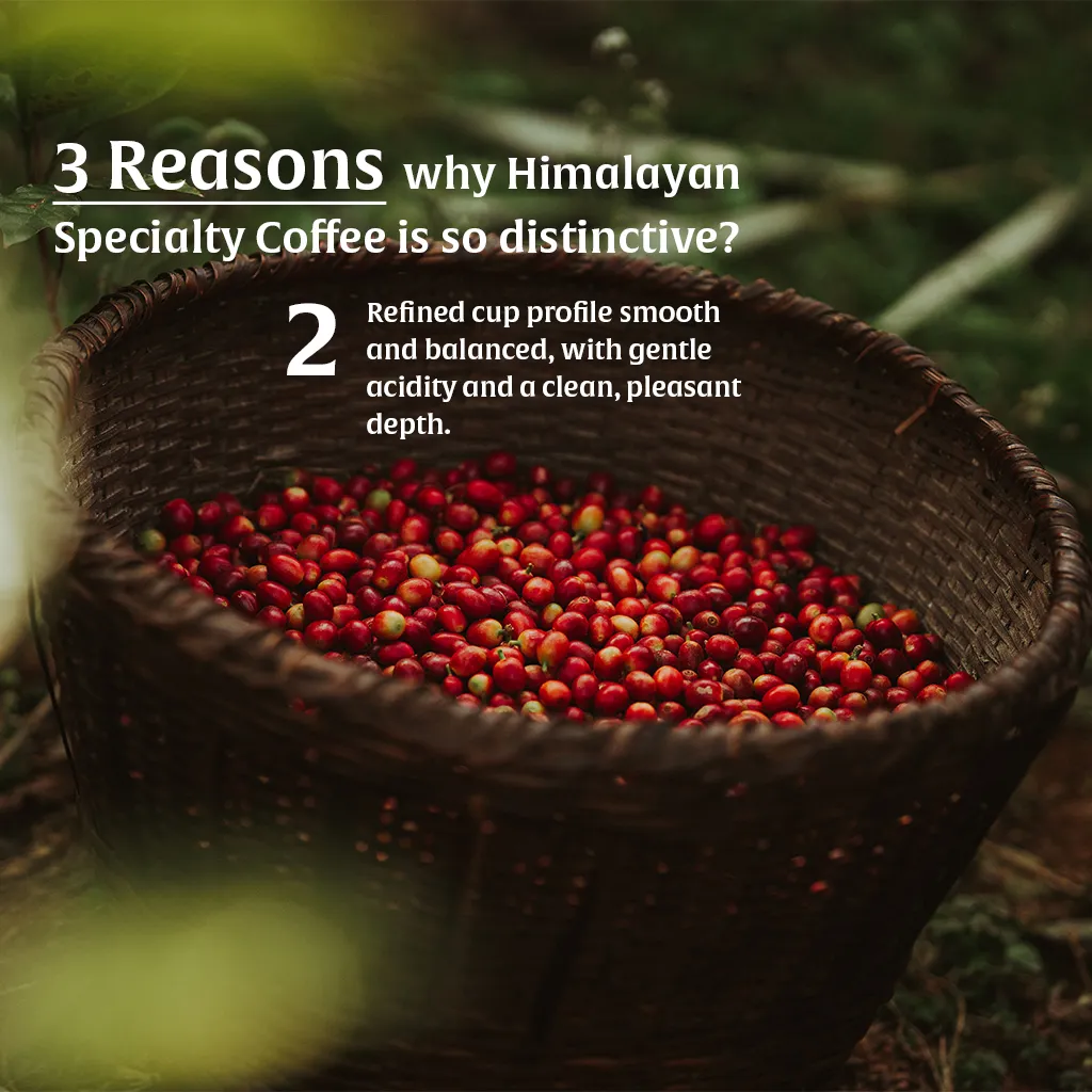 Kamma Himalayan Coffee — Medium Roast | Himalayan Single-Origin Arabica