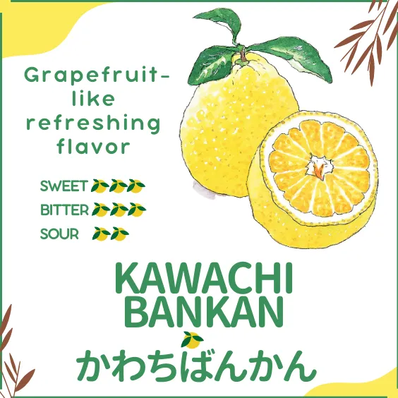 Dry Candied Japanese Citrus Peel | Kawachi Bankan (かわちばんかん) | 2.2 lbs Bags