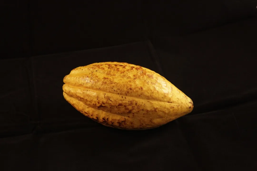 Piura White 70% - Peru