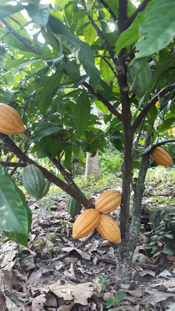Sisa 70% - Peru