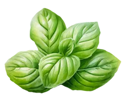 Maxi Cracker With Basil And Olive Oil, 5.3oz