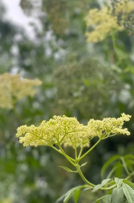 Elderflower Mint Seasonal Mixer 8oz