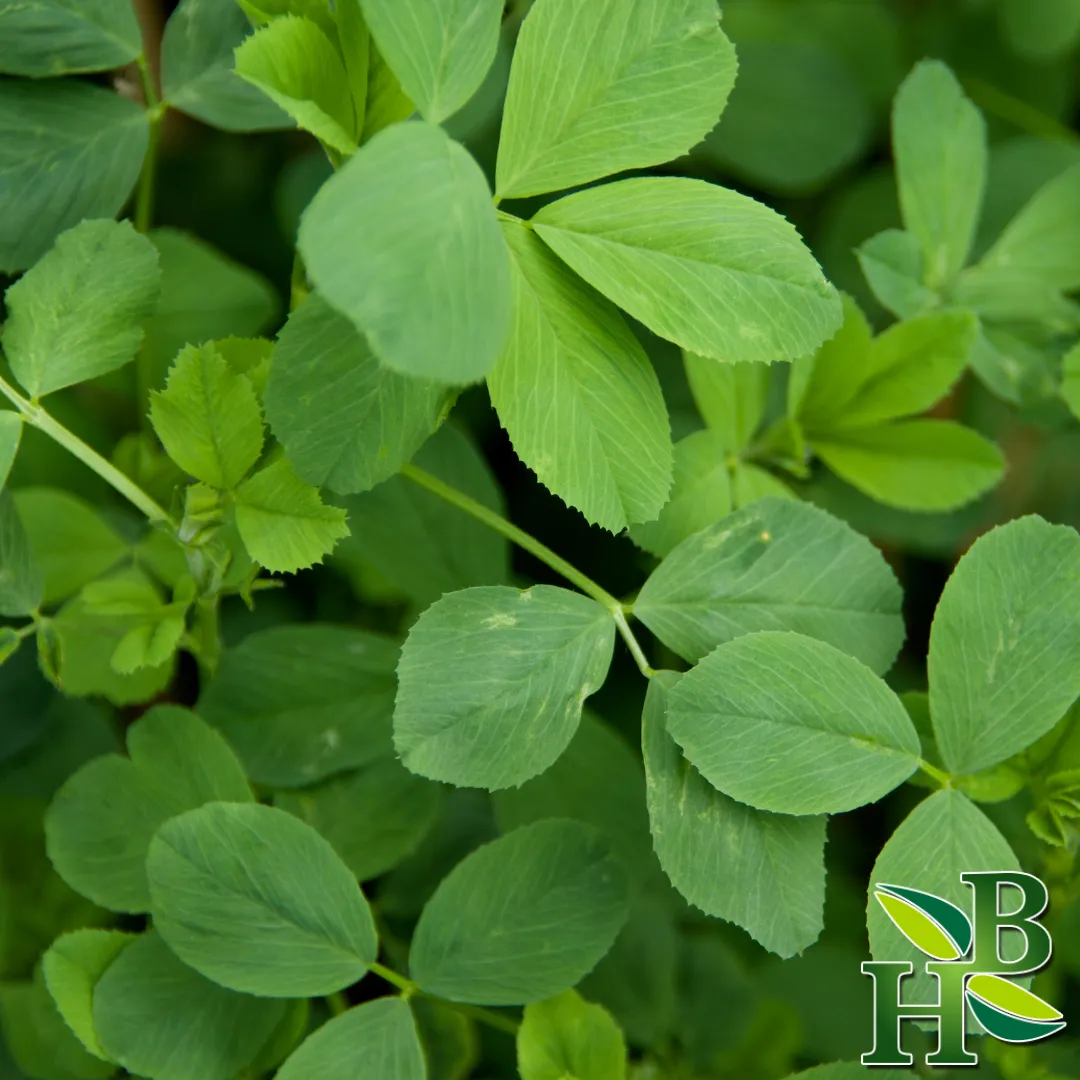 Alfalfa Leaf Powder