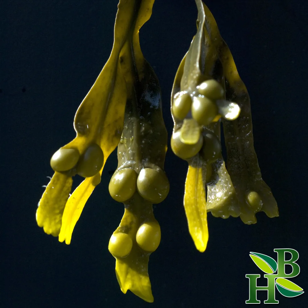 Bladderwrack Powder