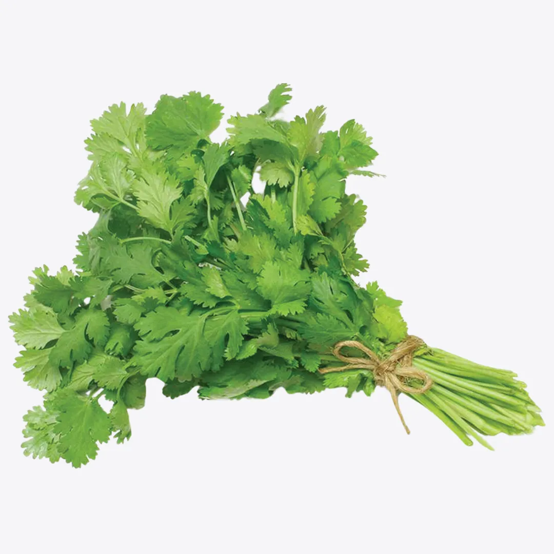 Cilantro Leaf C/S