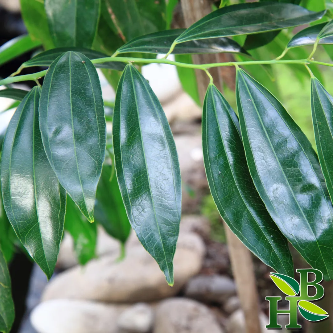 Cinnamon Leaves