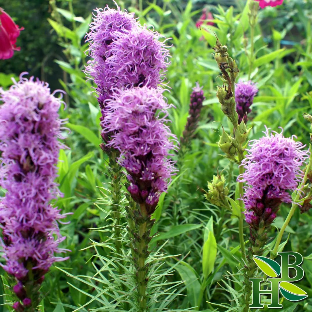 Hyssop Herb Powder