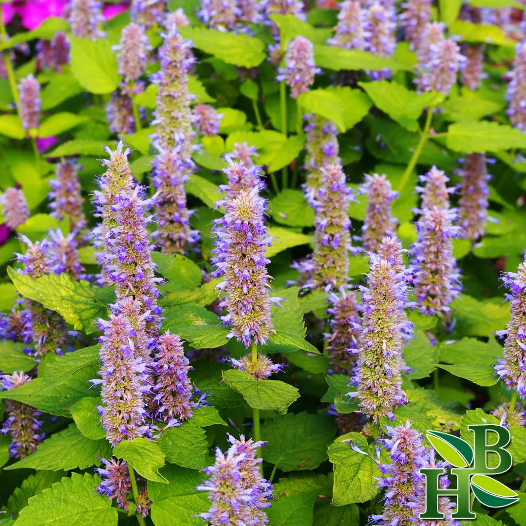Hyssop Leaf C/S