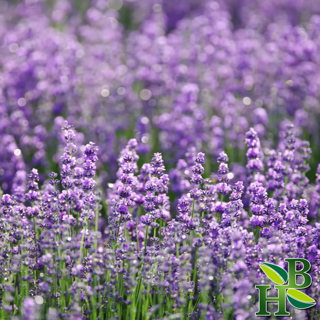 Lavender Flowers Powder