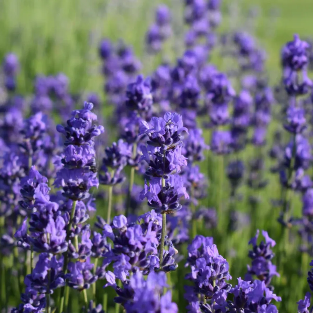 Lavender Flowers Whole Ultra