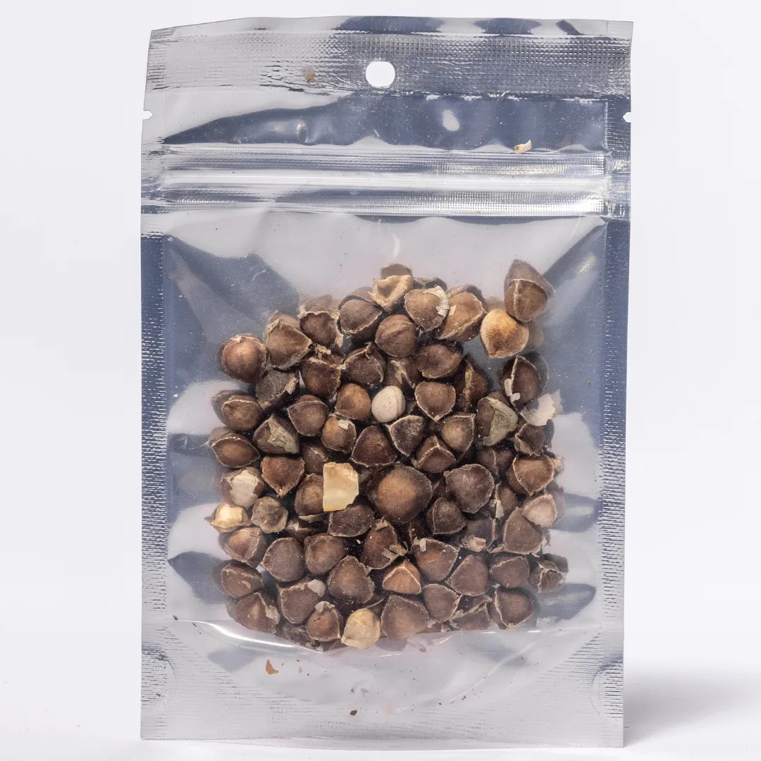 Moringa Seeds