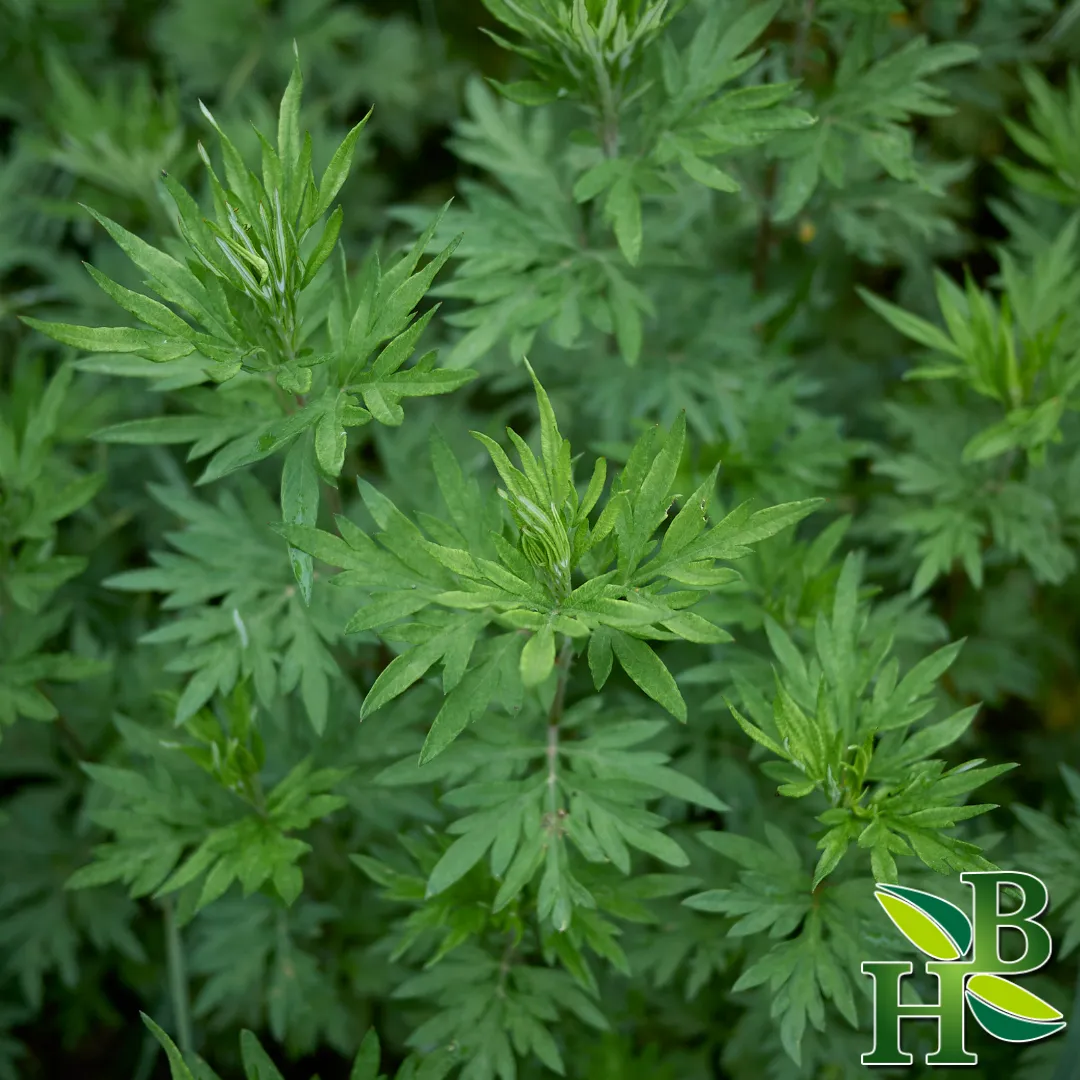 Mugwort Herb Powder