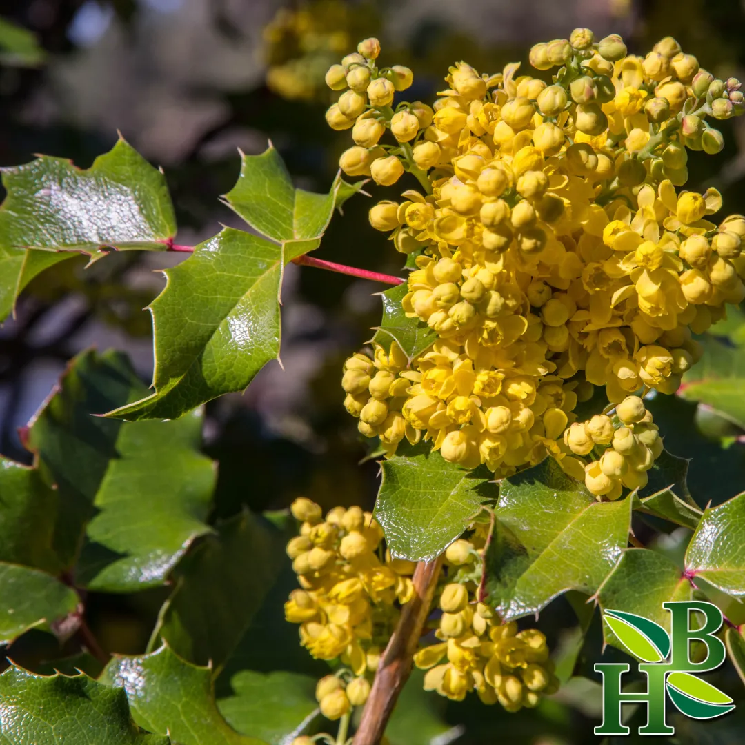Oregon Grape Root C/S