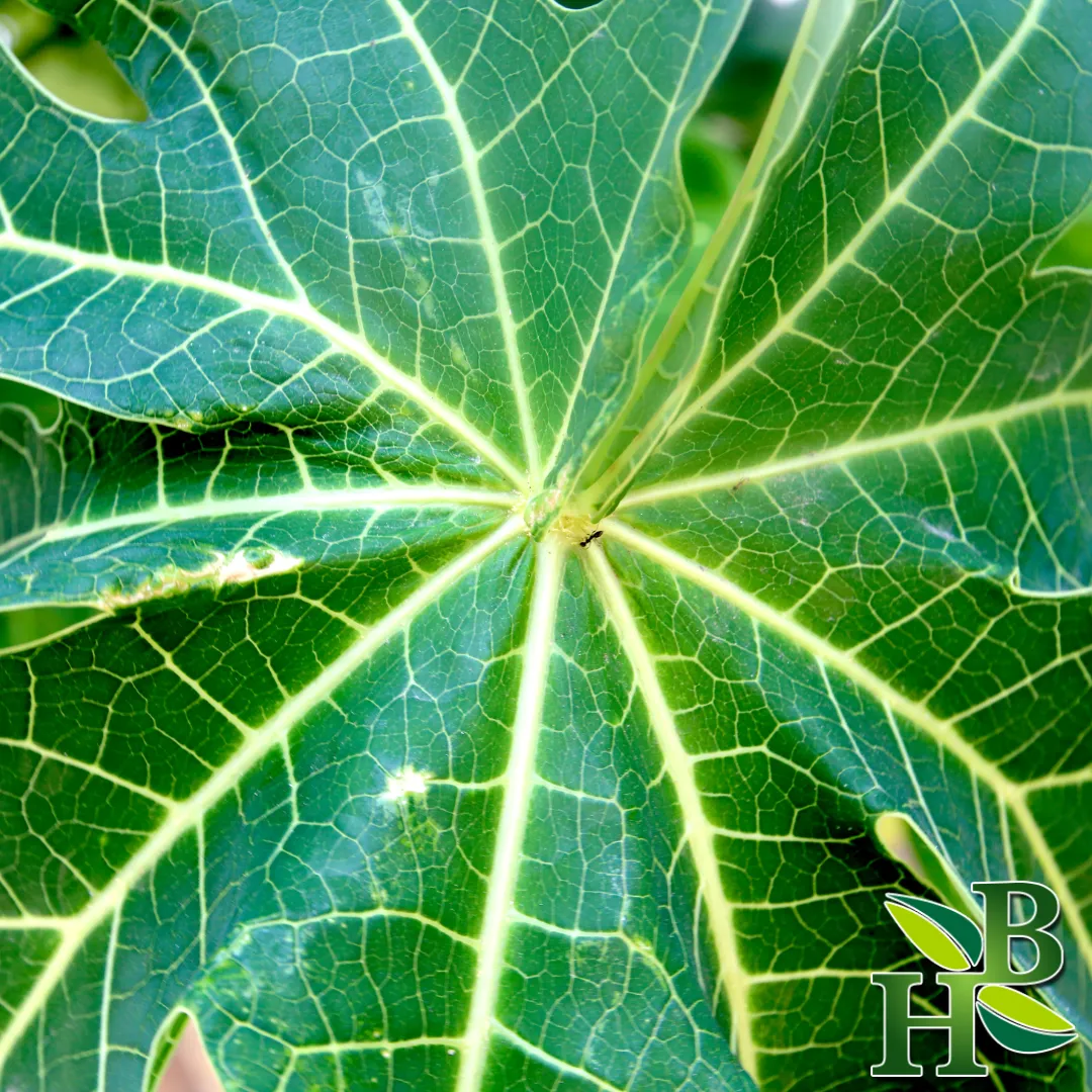 Papaya Leaf C/S