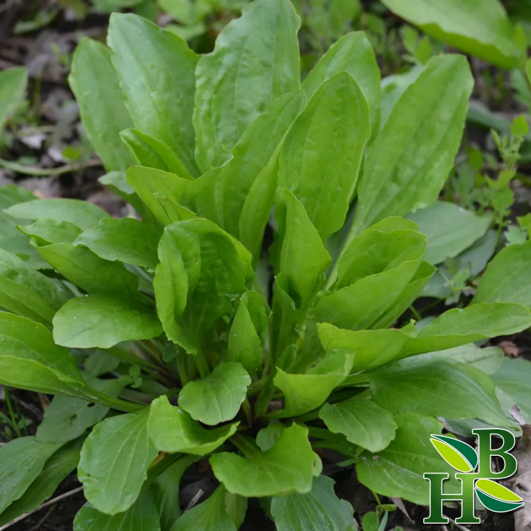 Plantain Leaf C/S