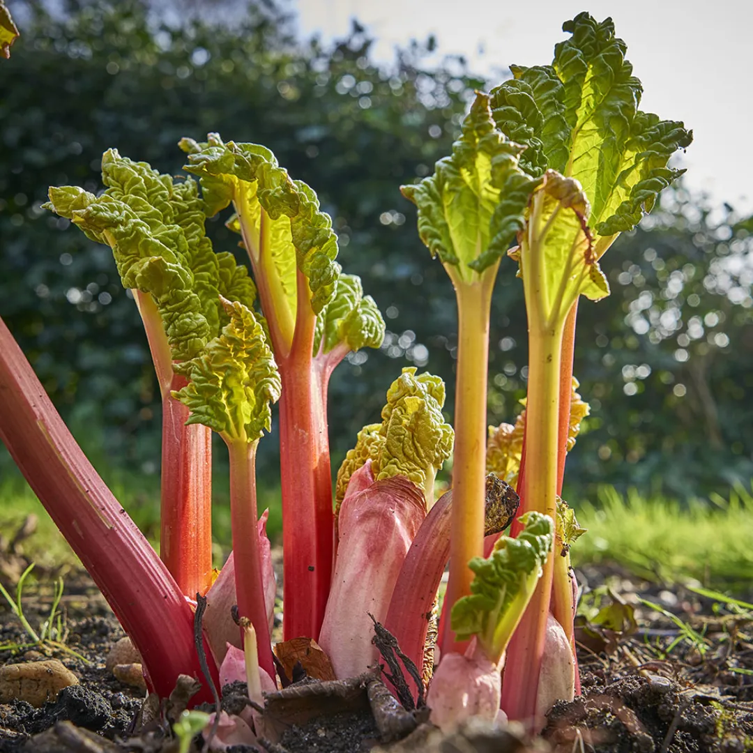 Rhubarb Root C/S