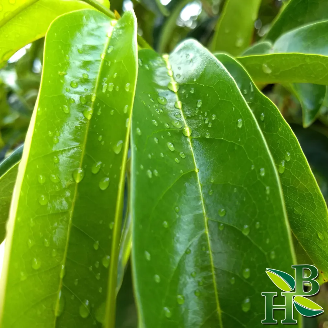 Soursop Leaf 14 Grams  - Approximately 50 leaves