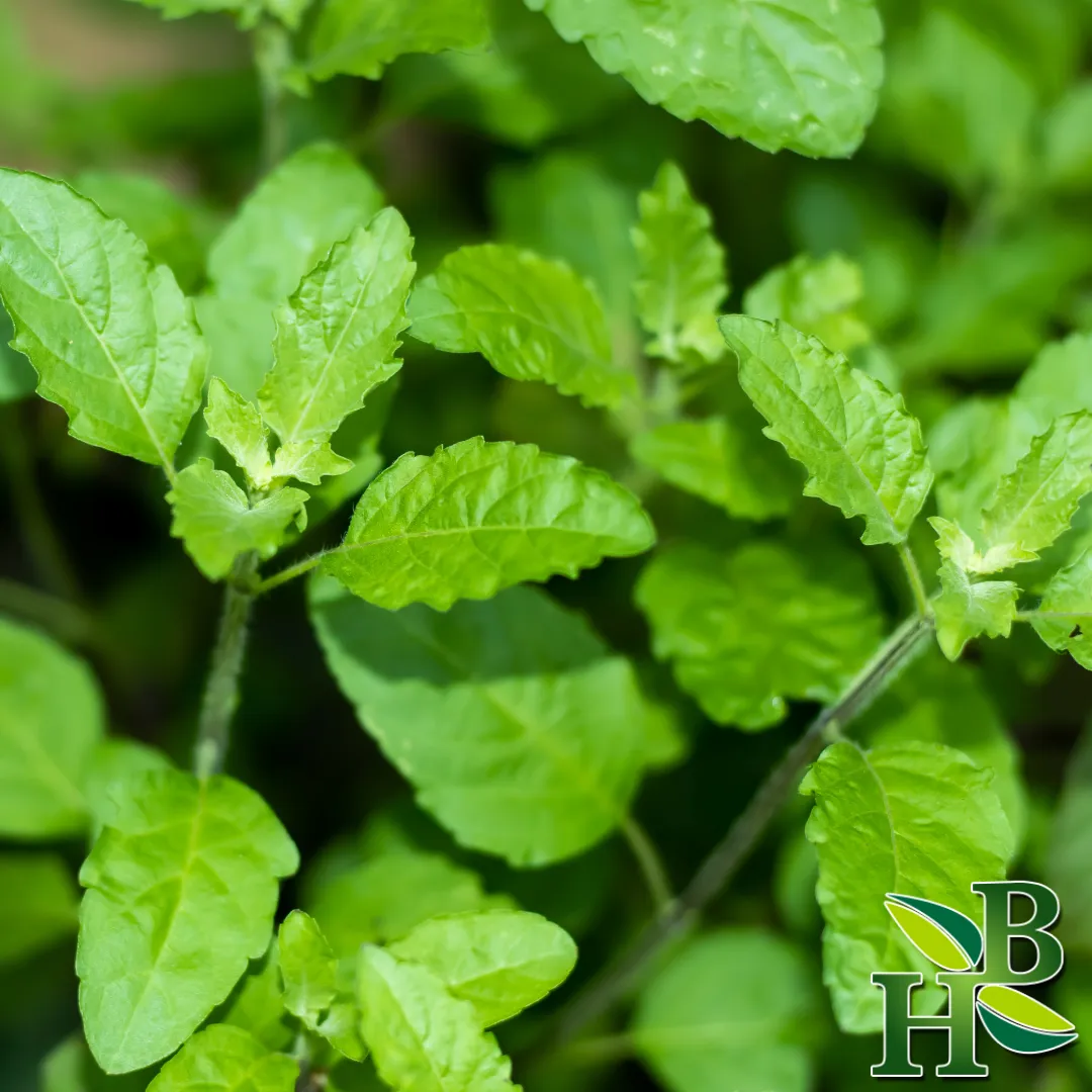 Tulsi leaf, Tea Bag Cut