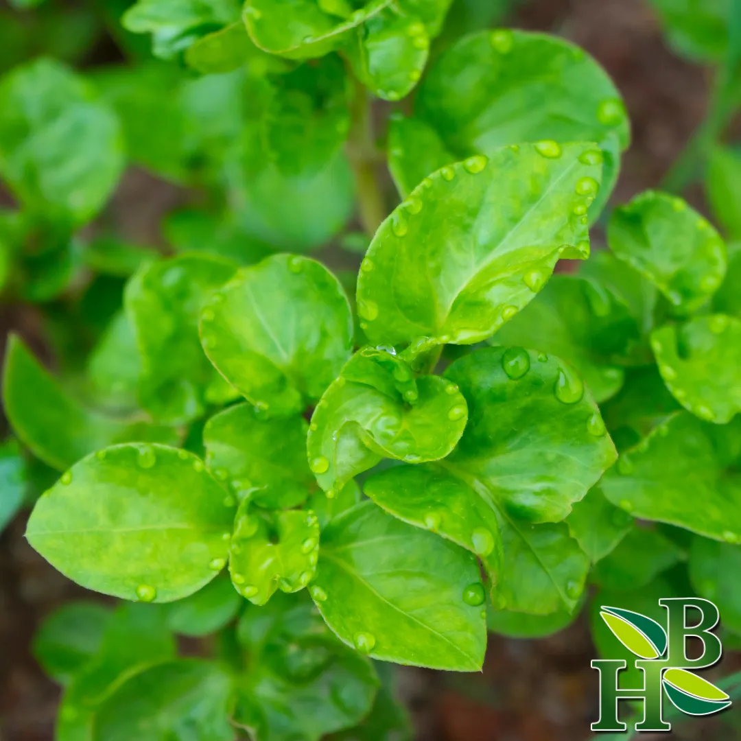 Watercress Herb Powder 4oz