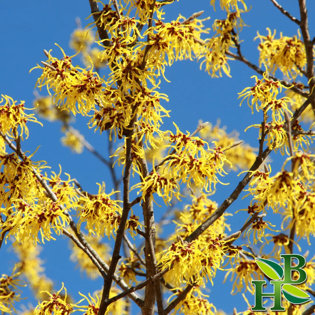 Witch Hazel Leaf Powder