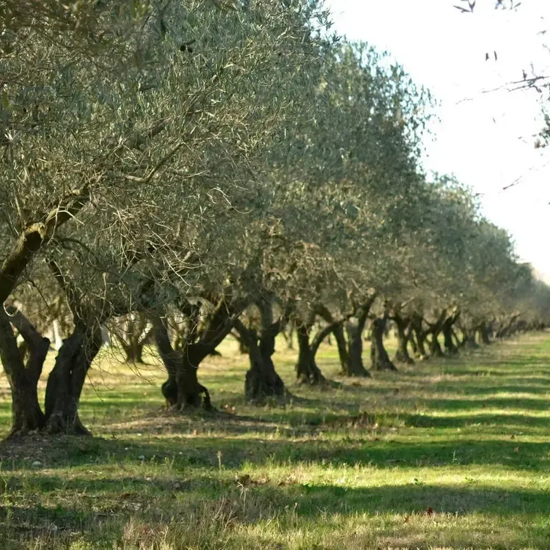 Château Estoublon Grossane EVOO (Pre-Order)