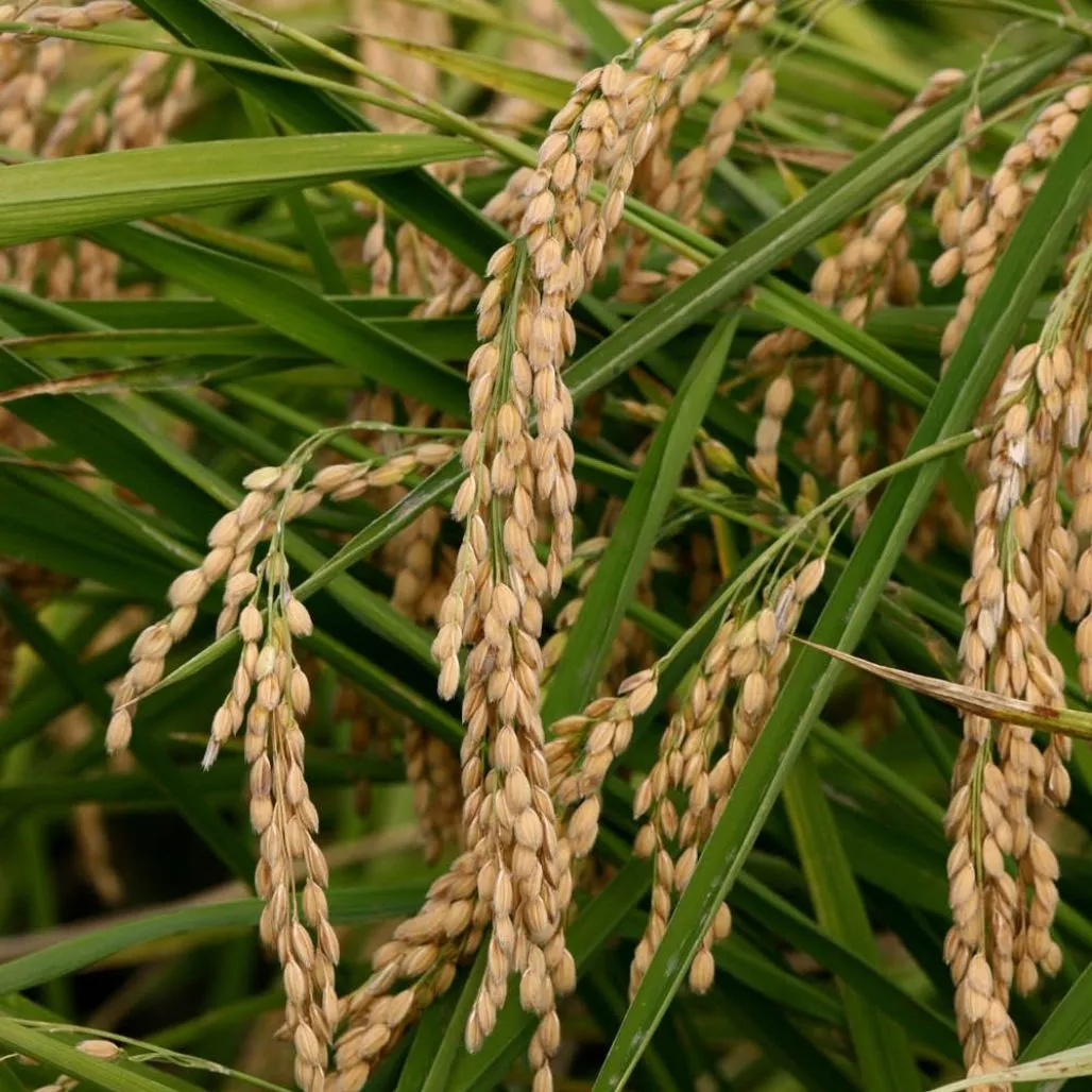 D.O. Calasparra Rice -1Kg