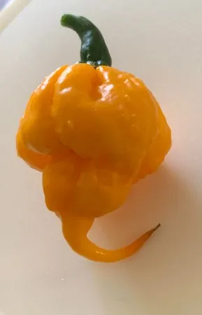 Little Dick's Scotch Bonnet Mango Hot Sauce - 🥭Small Batch