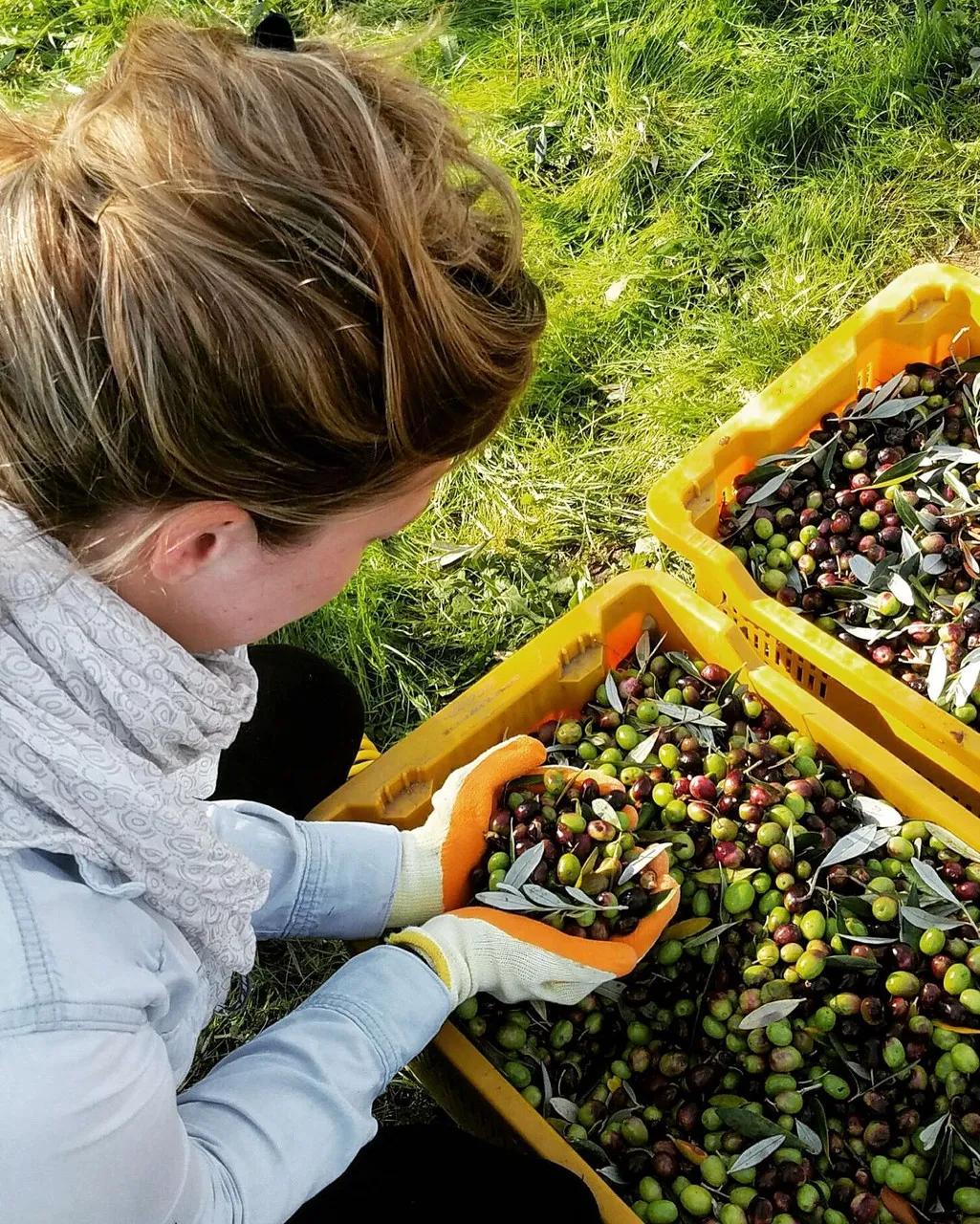 2025 Harvest Olio Fresco