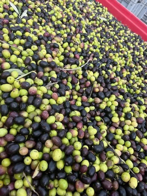 BRAND NEW! 2025 Harvest Olio Fresco, Case of 6 500ml